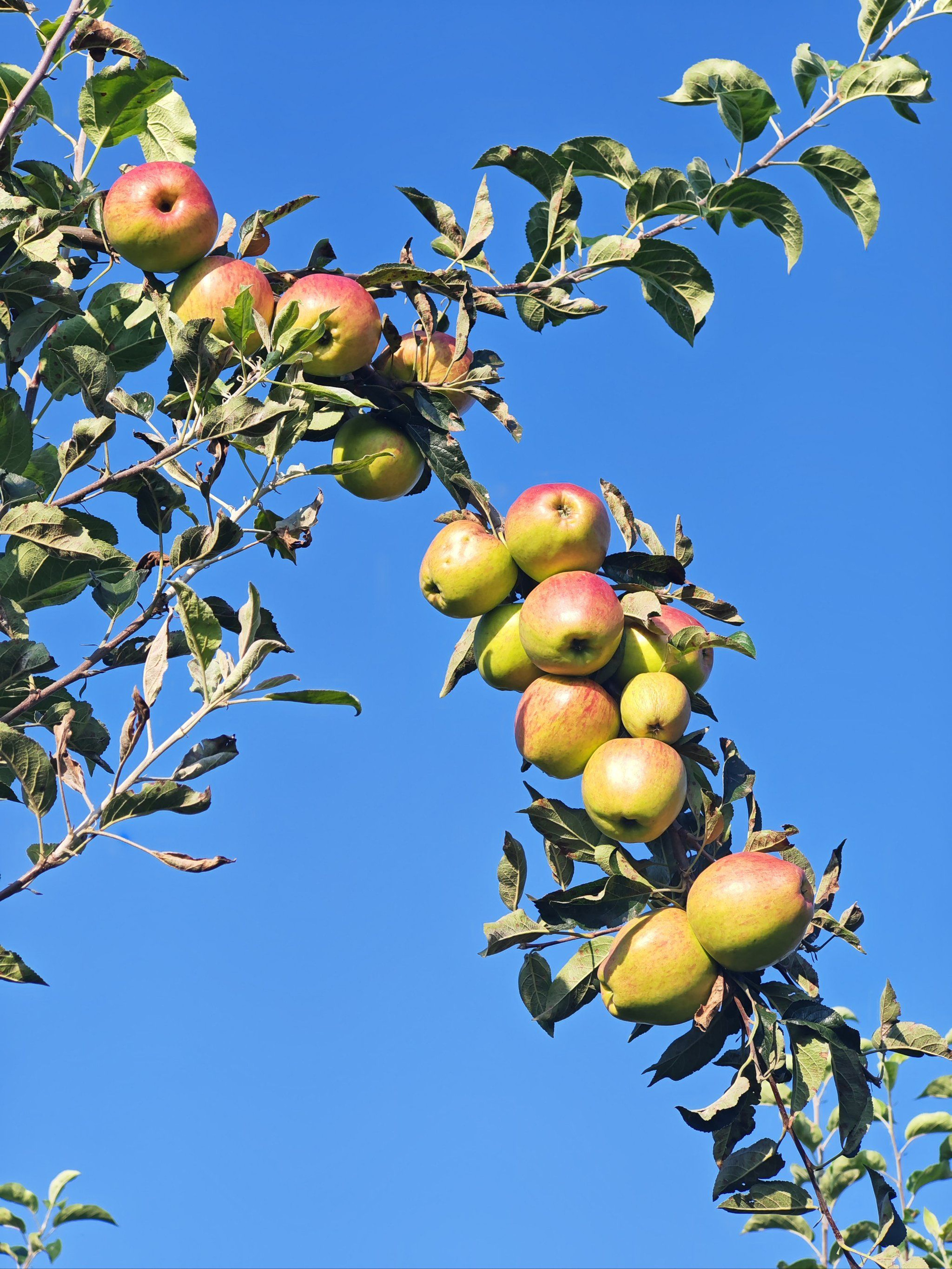 Have fun picking fresh apples and enjoy the festive countryside tradition of setting off firecrackers. 