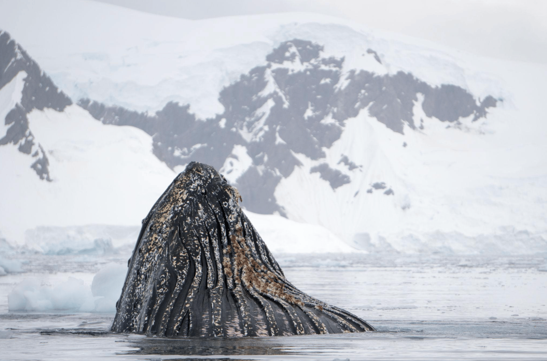 Discover the volcanic landscape of Deception Island and cruise through Wilhelmina Bay, known for dramatic scenery and whale activity.