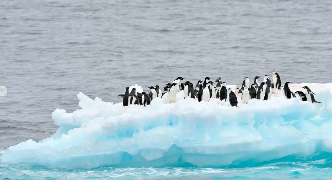 Half Moon Island is home to a large colony of chinstrap penguins, with chances to observe seals, seabirds and other Antarctic wildlife.