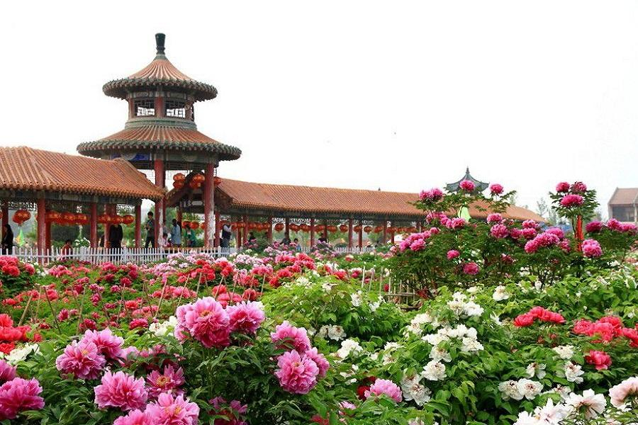 Admire seasonal flowers at Baihua Islet, Zhongshan Park, Qufu Peony Garden and Caozhou Peony Garden.