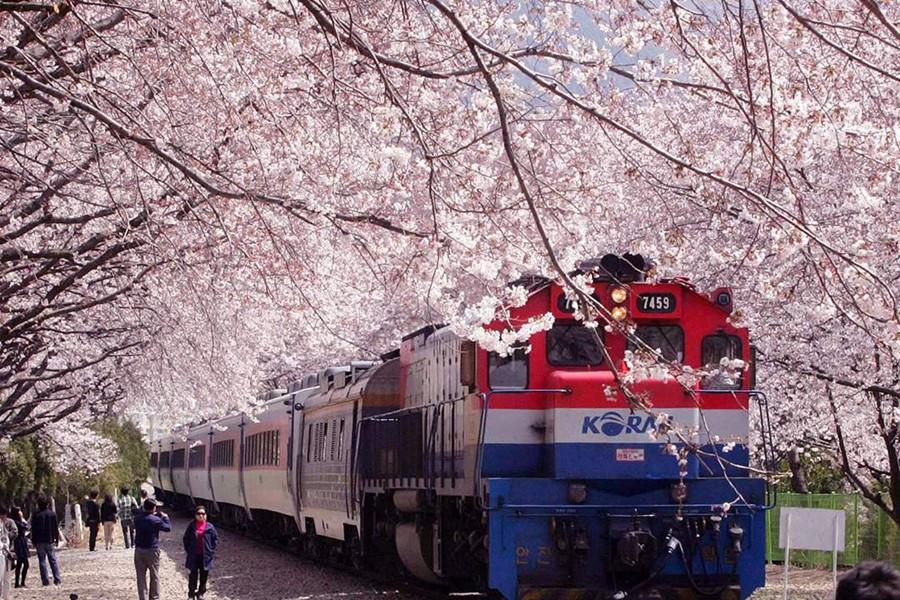 Visit some of Korea’s signature spring blossom spots, including Gyeonghwa Station Cherry Blossom Road, Jinhae Naval Port Cherry Blossom Street, Bomun Tourist Complex and Nami Island.