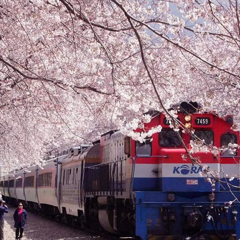 Visit some of Korea’s signature spring blossom spots, including Gyeonghwa Station Cherry Blossom Road, Jinhae Naval Port Cherry Blossom Street, Bomun Tourist Complex and Nami Island.