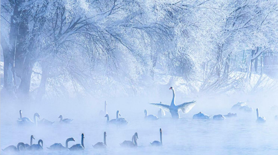 Swan Spring Wetland Park - Top winter habitat for mute swans in China, beautiful swans on icy lake