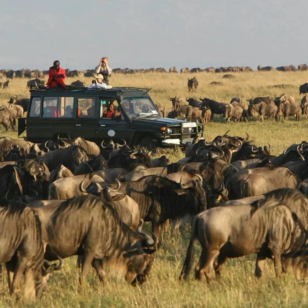 Maasai Mara National Reserve: 3 full day