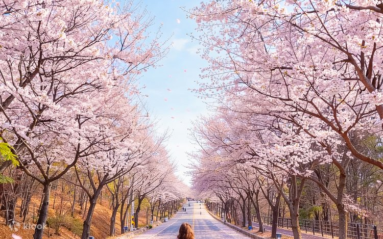 Enjoy a full visit to Everland before exploring the peaceful scenery of Nami Island, famous for Winter Sonata.